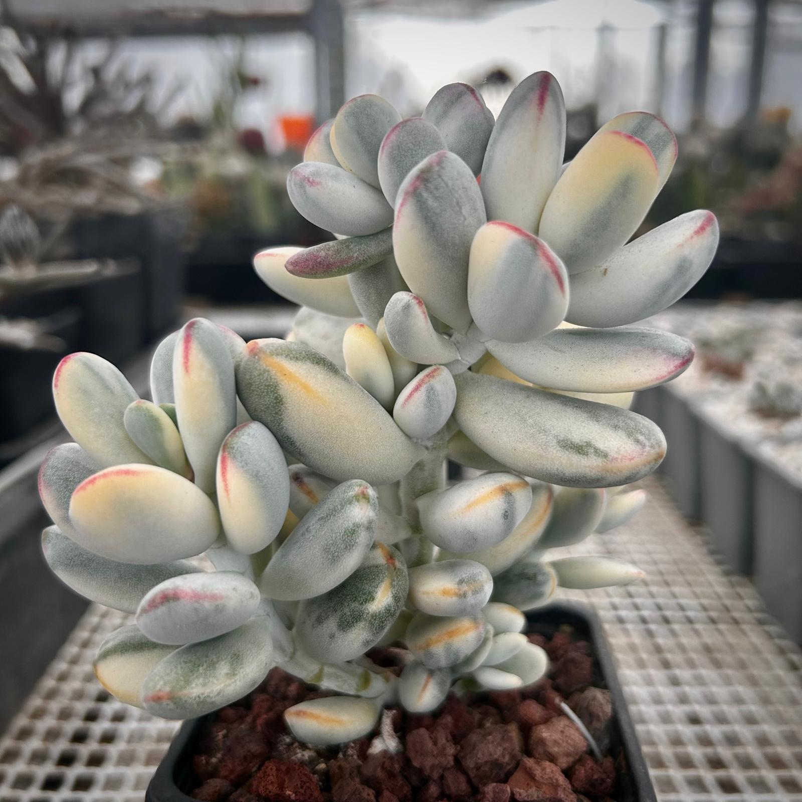 Pachyphytum Oviferum "Piedra de Luna"